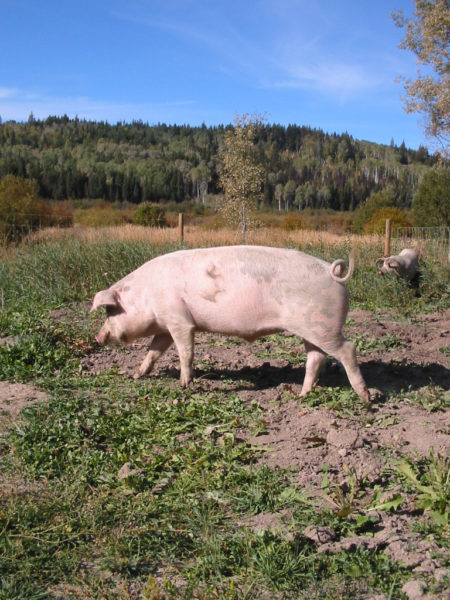 2 large pigs on pasture on a sunny day