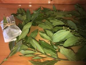 Fresh bay leaves ready to be dried.