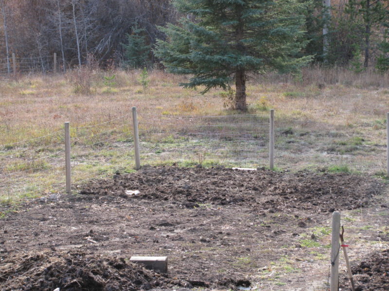 cover crop, green manure, fall rye, garden