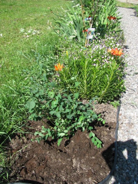 Newly transplanted Saskatoon bush sits in a hole with good compost. Other flowering plants are behind it.