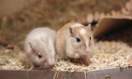 Learning how to store animal feed keeps mice away
