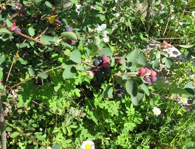 How to Transplant Saskatoon Berry Bushes without Killing Them