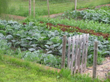 Cabbages, lettuces, peas and turnips grow in a vegetable garden.