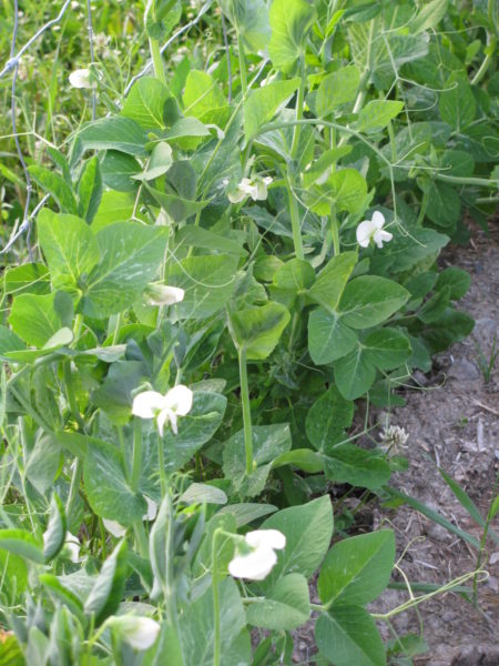Peas in bloom, growing up a wire fence.