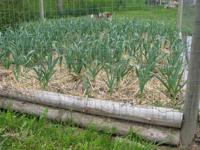 Garlic growing in a raised bed