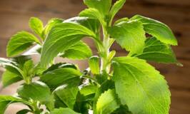 Growing a stevia plant to use for sugar