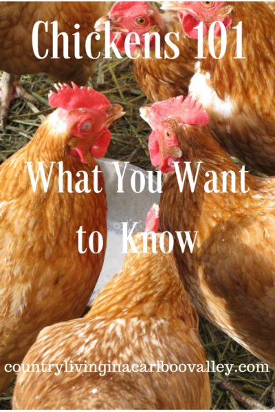 Chickens drinking water in a chicken run