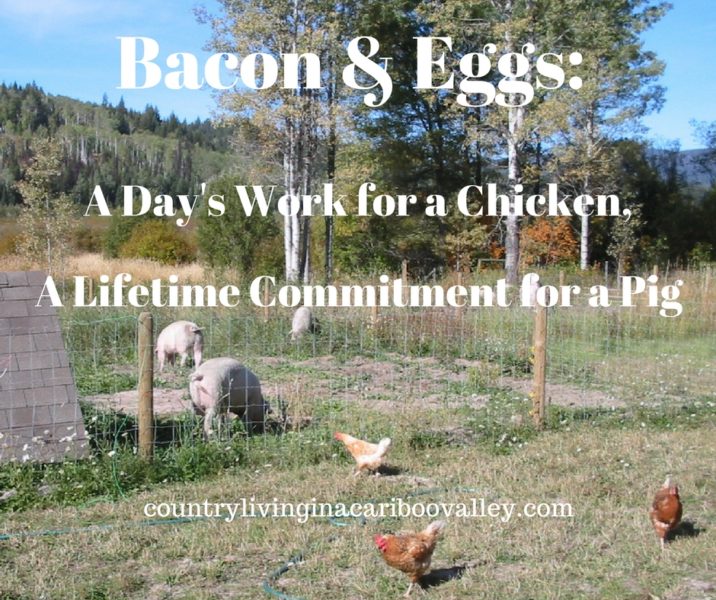 The Difference Between Chickens and Pigs Country Living and Garlic