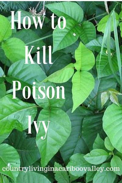 Poison Ivy leaves ready to be sprayed with natural weed killer