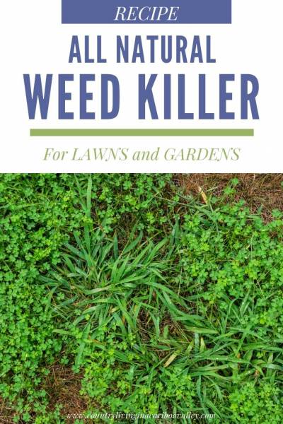 weeds to be sprayed with all natural weed killer