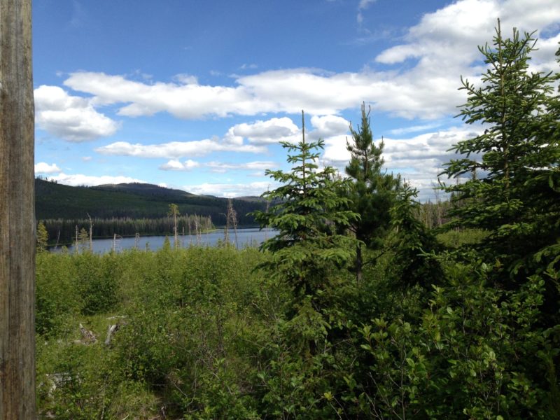 finding free firewood, fishing, bc, cariboo lakes