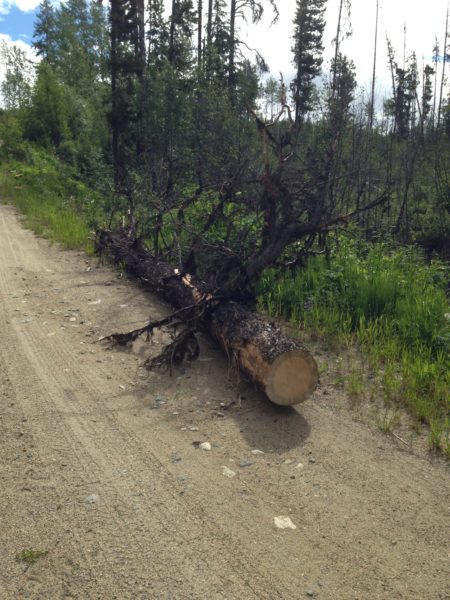 A large tree with dead branches