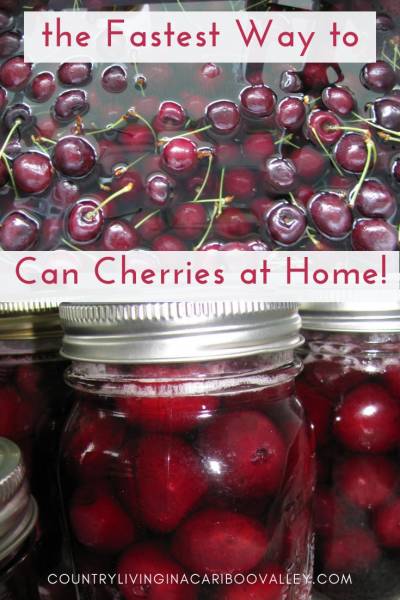 Home canning cherries can be done quickly! Here's step by step instructions on how to can cherries. What to do when canning cherries. Canning recipe can be found here. #canning #food #preserving #cherries #recipe 