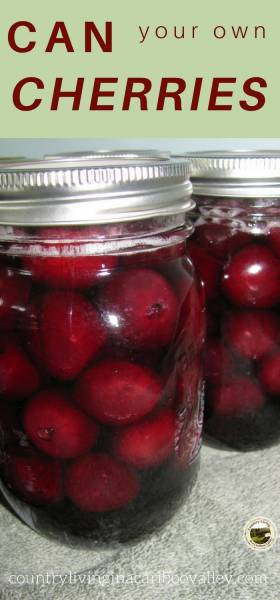 Safely home can cherries in jars by using this water bath canning recipe. Easy to do; stock up your pantry. #canning #waterbathcanning #recipe #selfsufficiency #cherries #canningfruit #fruit