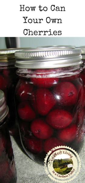 Here's a recipe and step by step instructions to can your own cherries in jars. #preserving #homecanning #pantry #food #recipe 