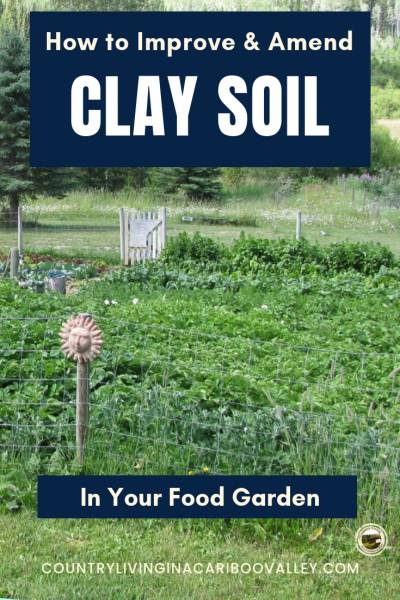 Fix clay soil so you can plant vegetables or flowers. Amend the soil using these 3 types of plants! #gardening #soil #DIY