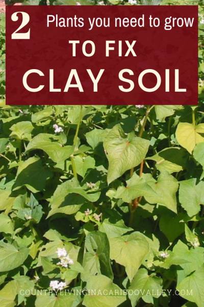 Buckwheat plant growing to be turned under to improve soil