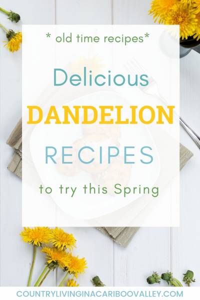 Old time delicious Dandelion recipes. Fritters, cookies, jelly, wine and more dandelion recipes. #dandelion #recipes #preserving
