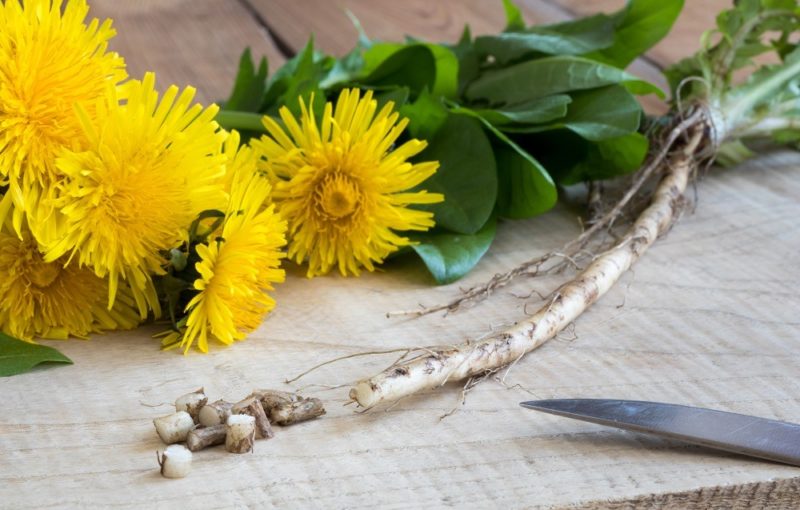 Chopping dandelion root.
