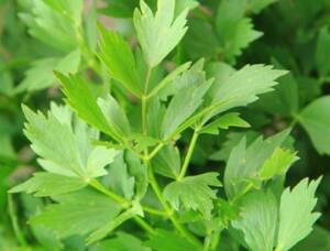 Lovage plant with closeup of one large lovage stem with leaves.