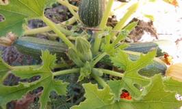 Zucchini plant in vegetable garden with 3 fruit