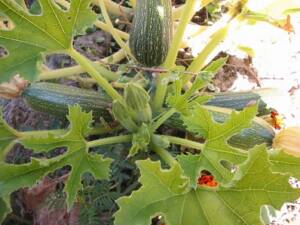 Zucchini plant in vegetable garden with 3 fruit