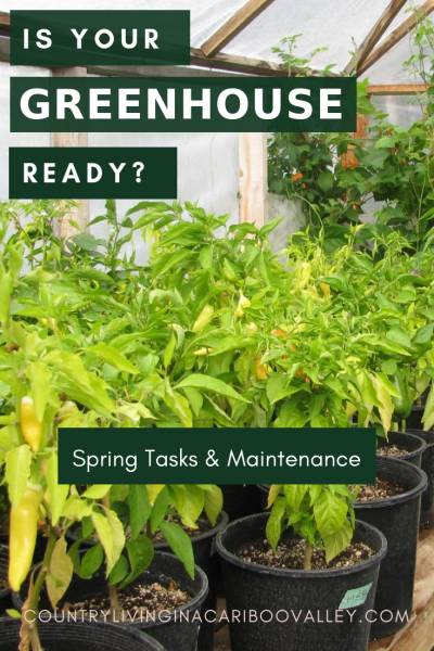 Pepper plants growing in pots in a greenhouse.