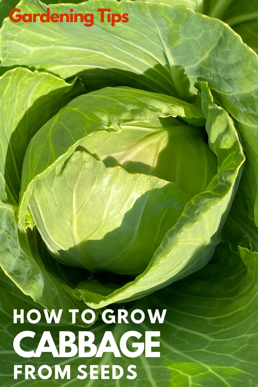 A head of healthy cabbage grows in the garden.