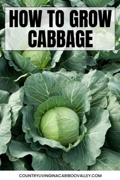 Cabbage heads growing in garden.
