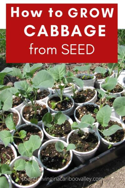 Cabbage seedlings in small pots ready for transplanting into garden.