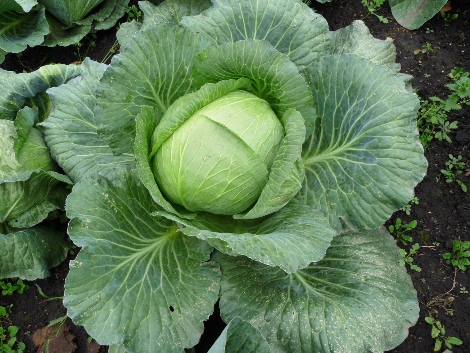 Close up of a Healthy cabbage plant growing in garden.
