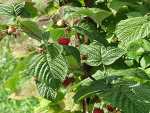 Raspberries growing on a well pruned shrub