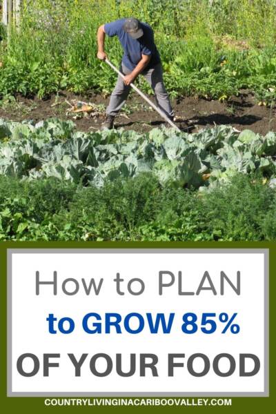 man weeding large vegetable garden
