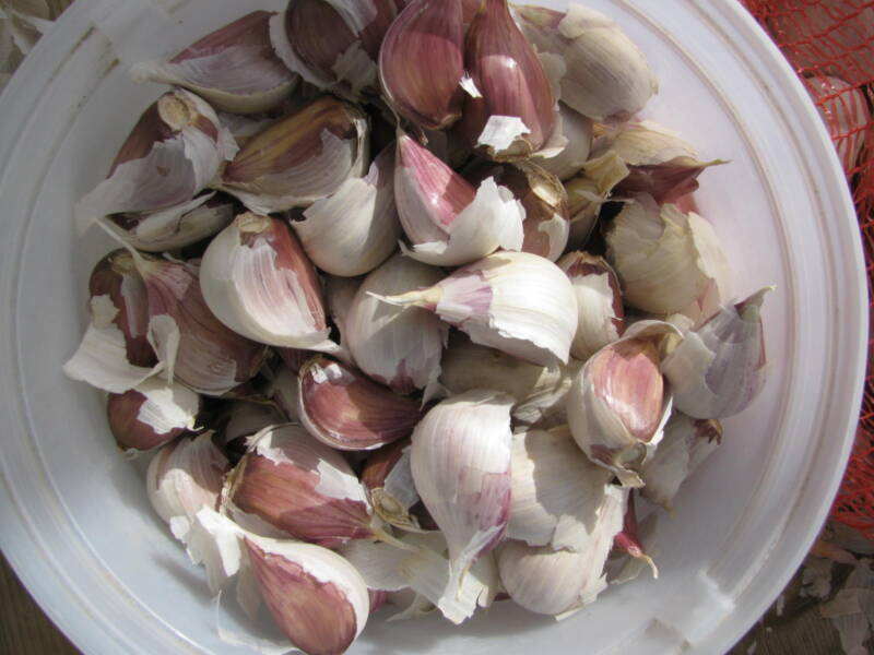 Yugoslavian Porcelain garlic cloves in a bucket