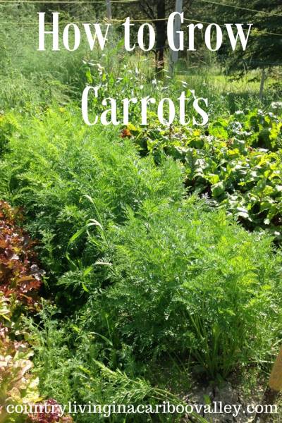carrot leaves growing in a garden.