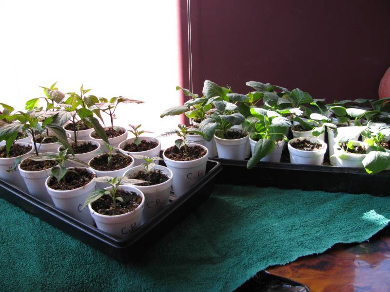 trays of seedling plants sit by a window.