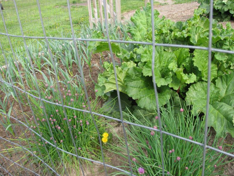 Rhubarb Garlic and Chives grow in a raised bed