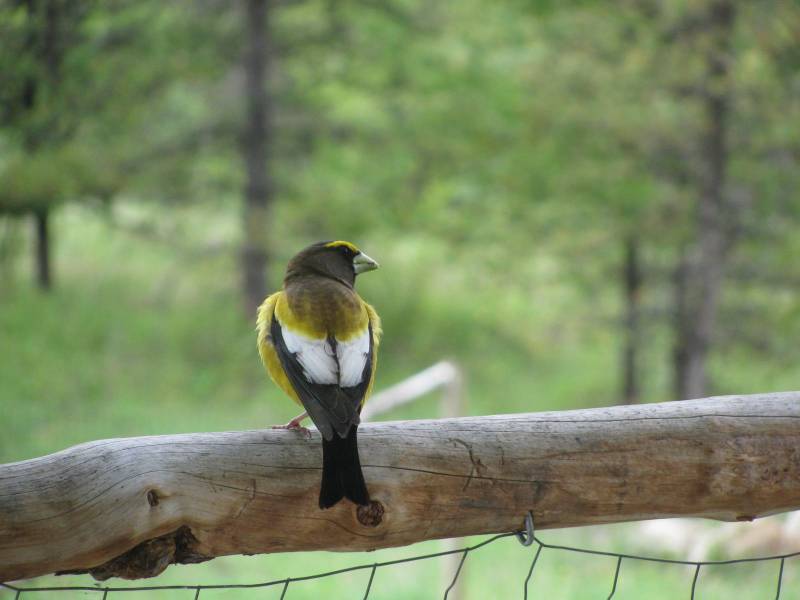 A yellow bird sits on a wire fence in a small garden.