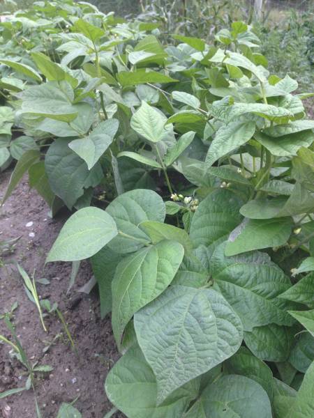 a tightly planted row of beans in a garden