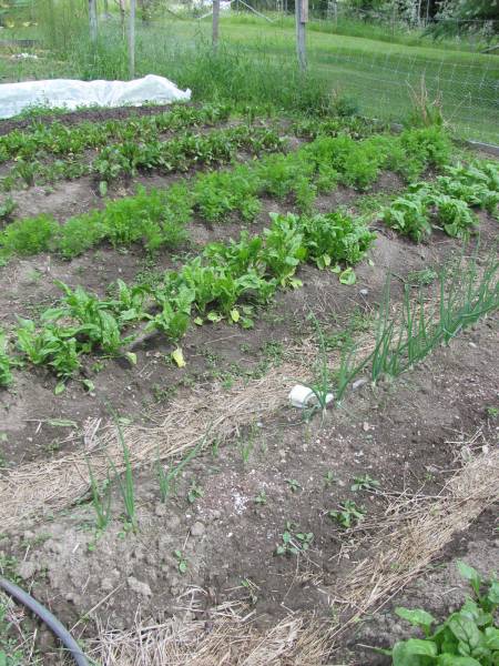 spinach, carrots and lettuce growing in garden rows