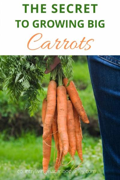 a handful of harvested carrots from the garden