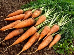 Grown carrots freshly dug sitting on the soil