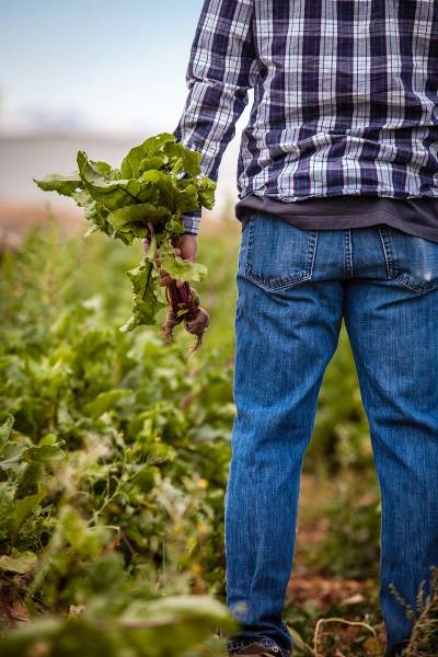 a man holds harvested beets