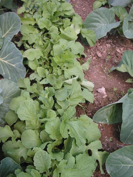 Radish is planted tightly between broccoli plants