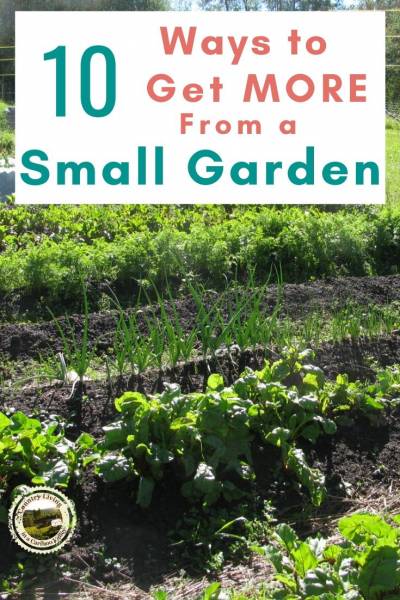 vegetables growing in a small garden plot