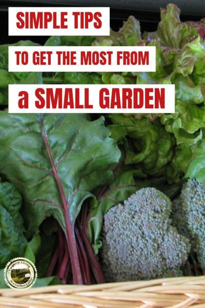 vegetables in a small garden