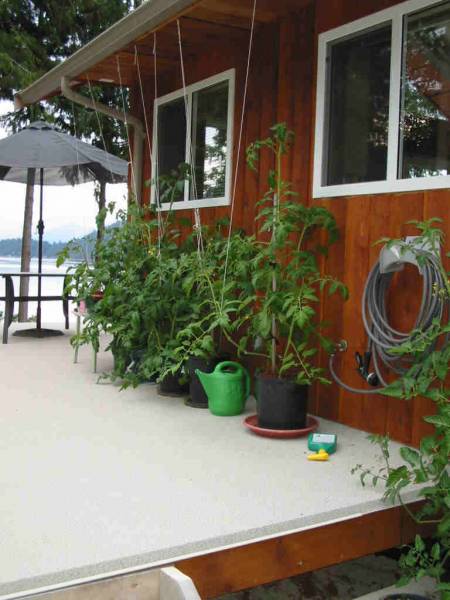 Tomatoes growing in containers on a deck