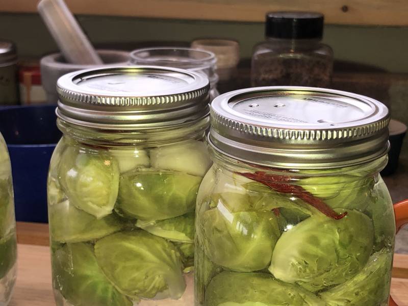 Home canned pickled brussels sprouts ready for shelf storage.
