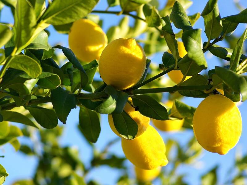 Freeze lemon juice in jars with this easy method.