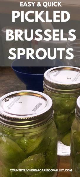 jars of pickled brussels sprouts on the counter
